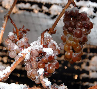 描述: D:\April 28, 2017\Libraries\Documents\Beer & wine aging\Ice wine\Grapes for ice wine, still frozen on the vine.jpg